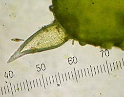 オウシャジクモ小枝先端