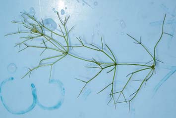 ホシツリモ全体