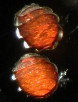 イノカシラフラスコモ卵胞子