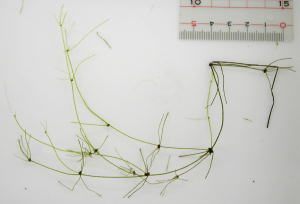 ジュズフラスコモ？