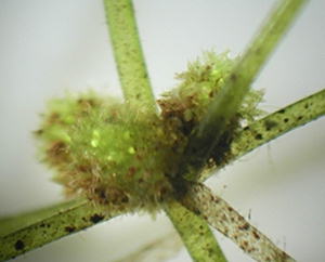 ジュズフラスコモ？結実枝