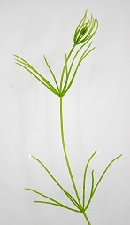 カタシャジクモの写真