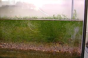 水槽から顔を出してるとこ