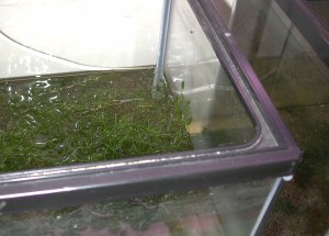 水槽から顔を出してるとこ　その２