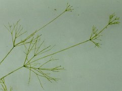 キヌフラスコモ全体