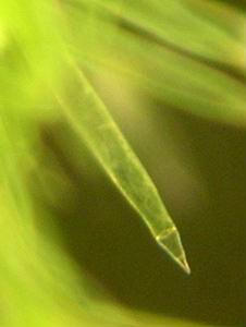 先端部拡大その２