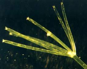 ミルフラスコモ小枝