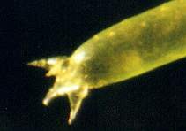 ミルフラスコモ小枝拡大