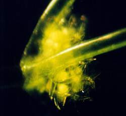 ミルフラスコモ結実枝