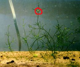 ミルフラスコモ全体