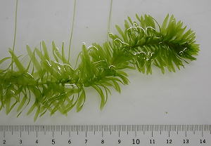 オオカナダモ全体