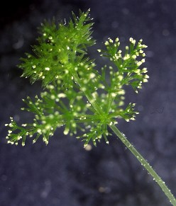 オトメフラスコモ