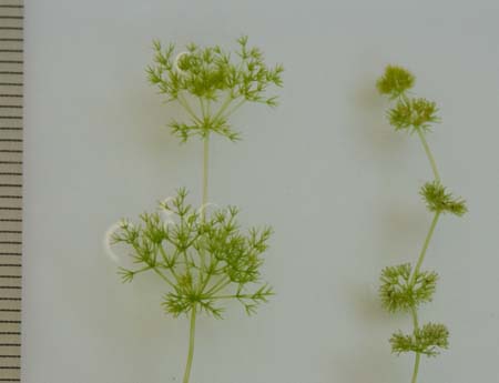 オトメフラスコモの２パターン