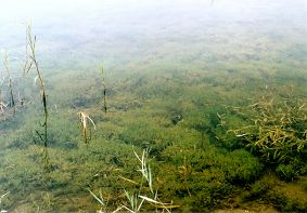 オトメフラスコモ群落の写真