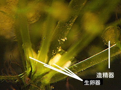 シラタマモ生殖器