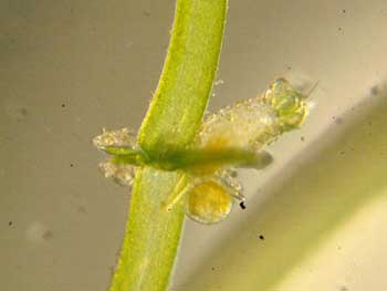 シラタマモ生殖器