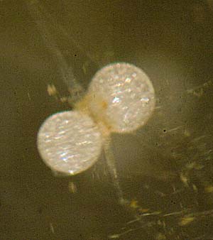 シラタマモ球状体２個版