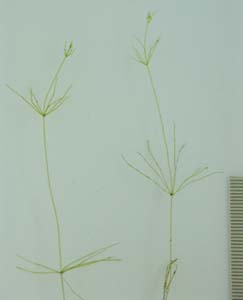 シラタマモその２