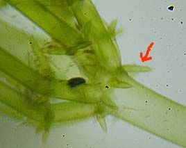 シラタマモ托葉冠