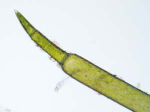 シラタマモ小枝先端