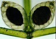 成熟した造卵器