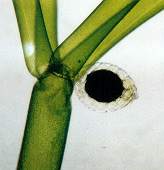 チャボフラスコモ造卵器