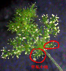 付属小枝に丸がついている